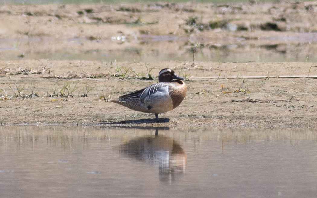 Garganey