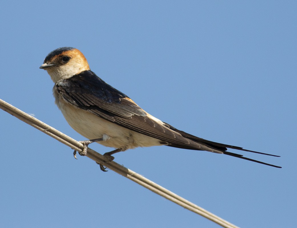 European Red-rumped Swallow