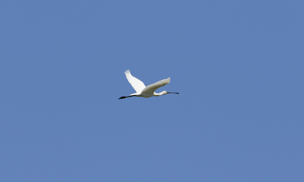 Eurasian Spoonbill