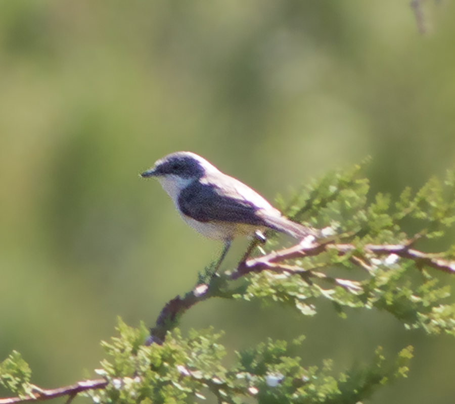 Lesser Whitethroat