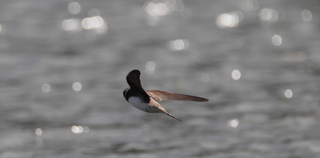 Sand Martin