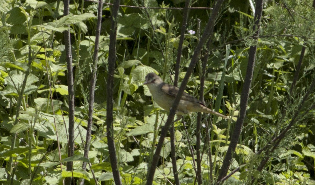 Great Reed Warbler
