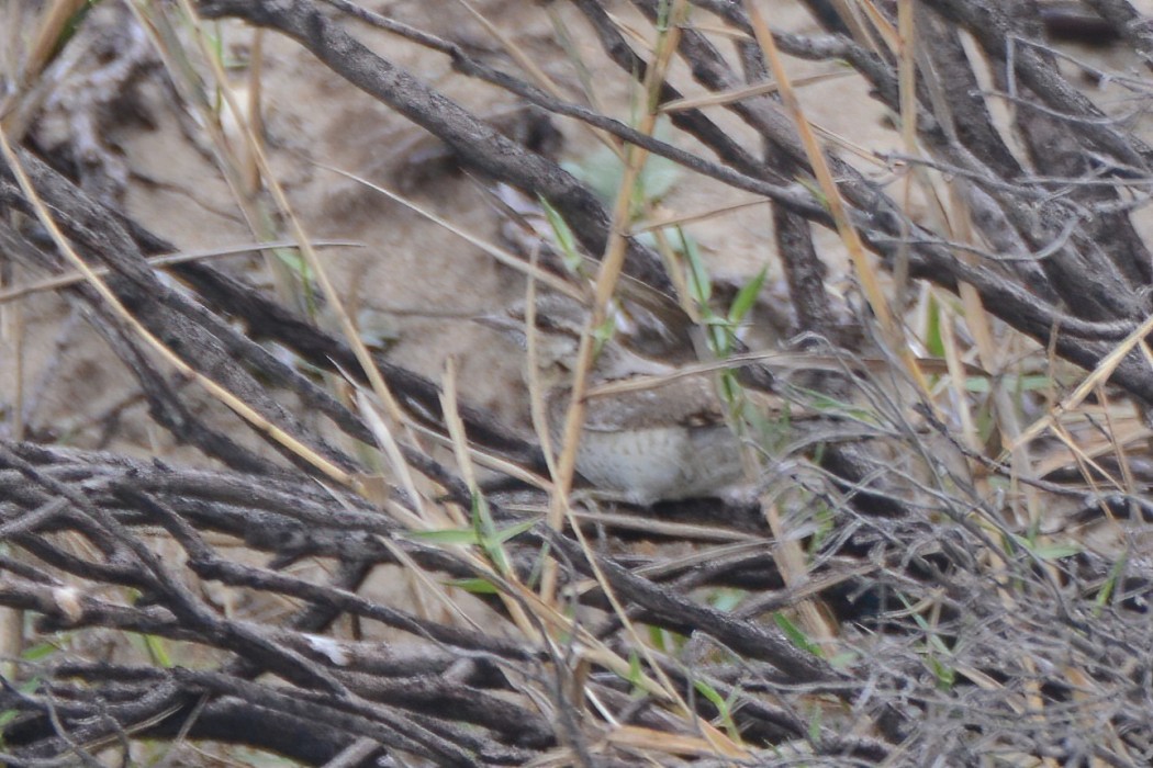 Eurasian Wryneck
