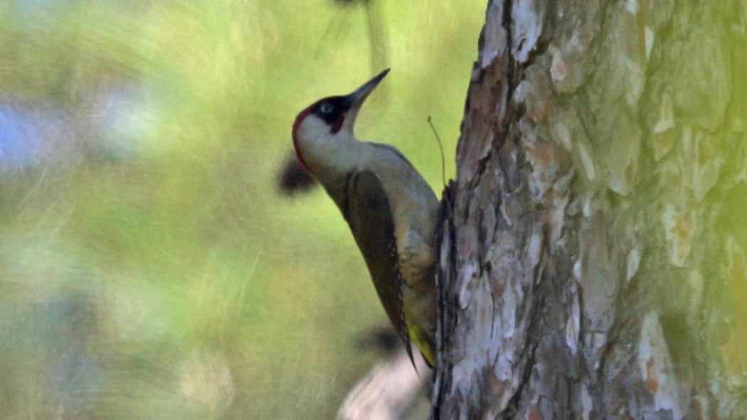 European Green Woodpecker
