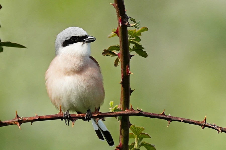 Red-backed Shrike