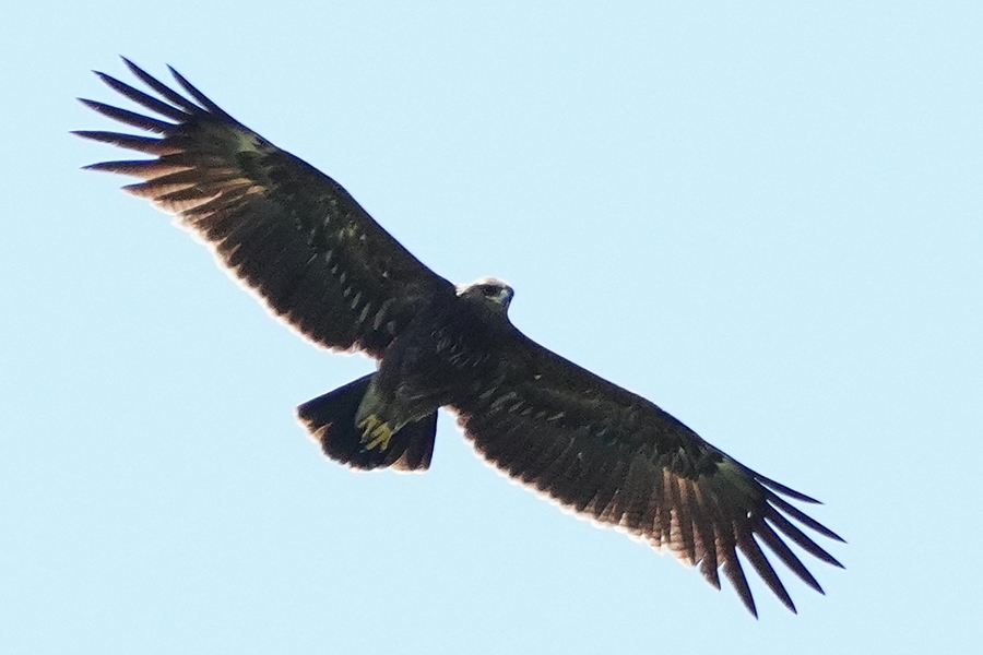 Lesser Spotted Eagle