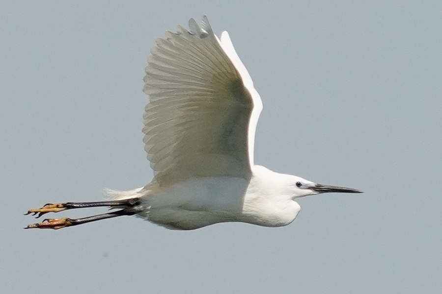 Little Egret