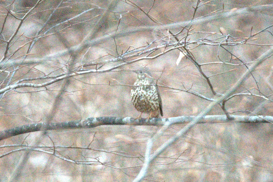 Mistle Thrush