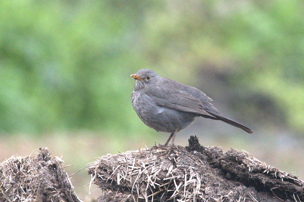Common Blackbird