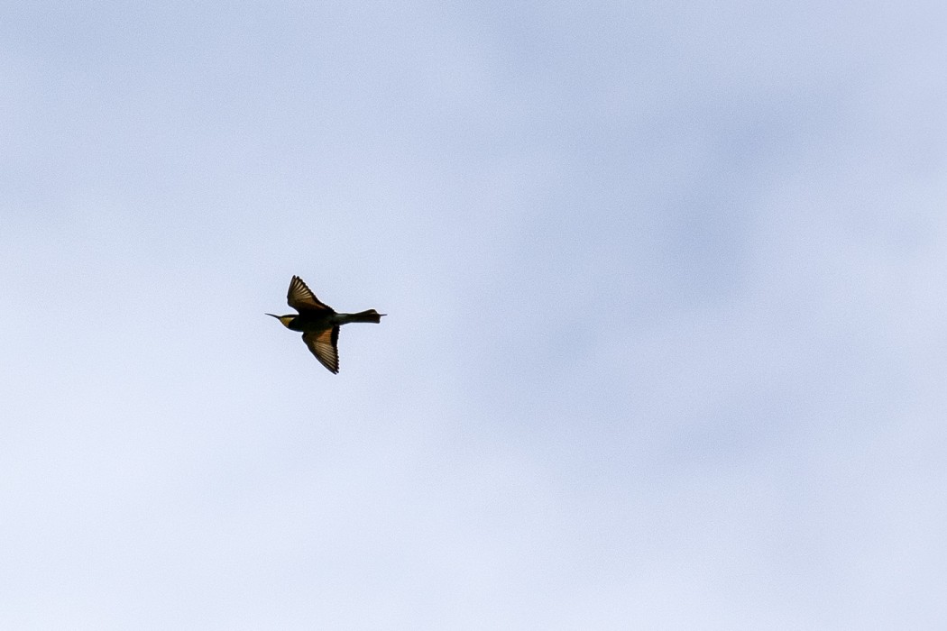 European Bee-eater