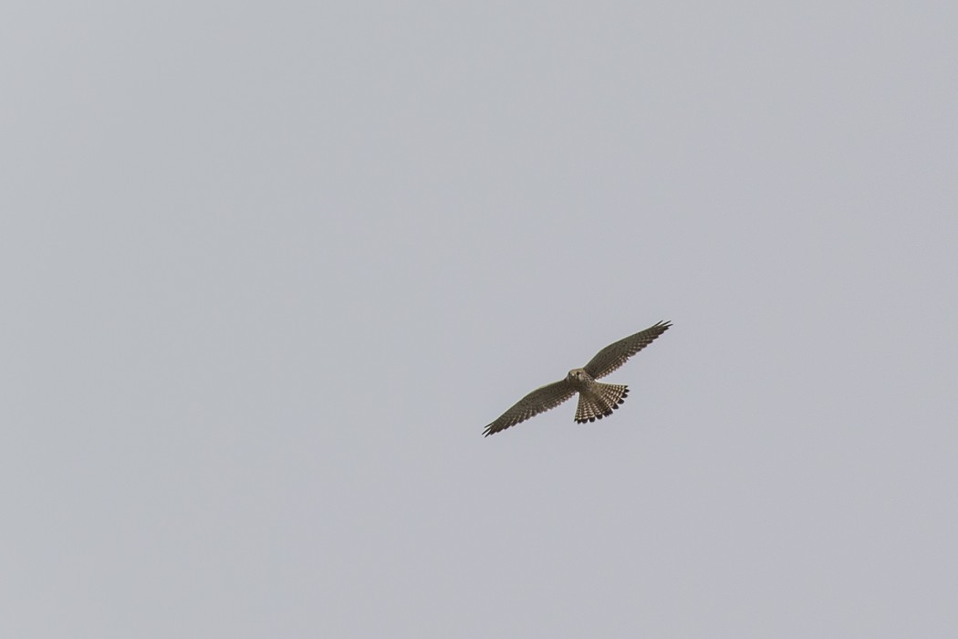 Common Kestrel