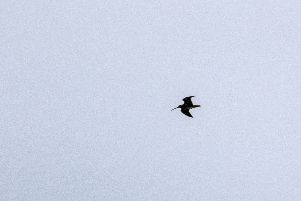 Common Snipe