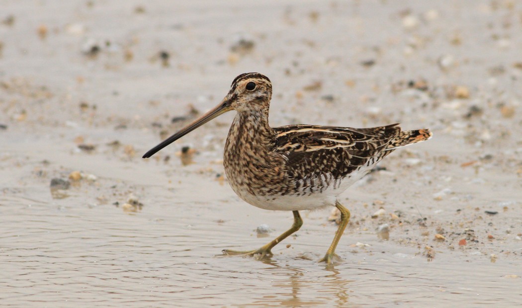 Common Snipe