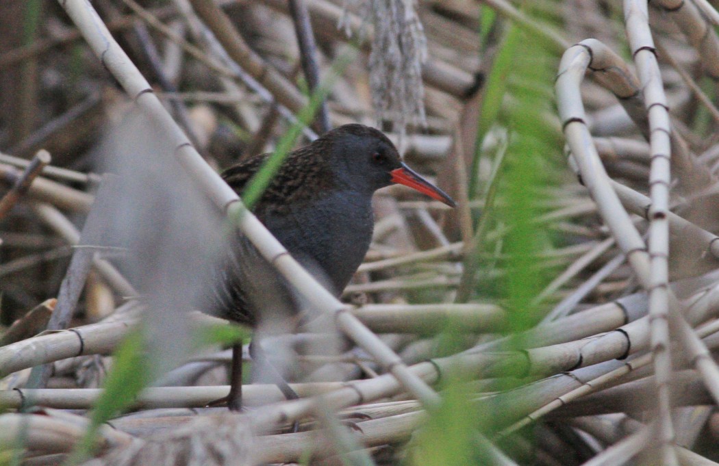 Water Rail