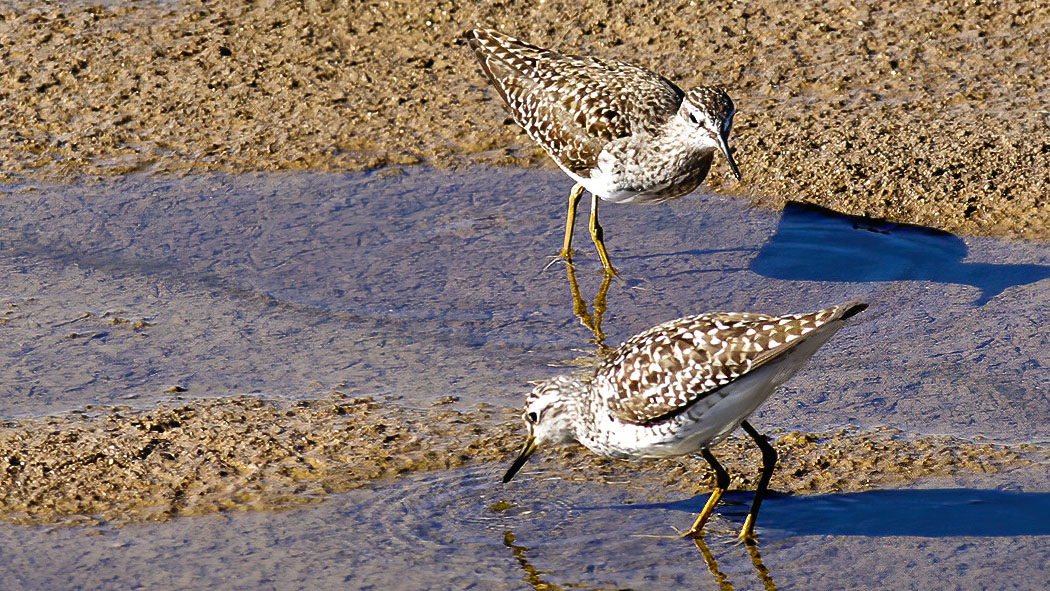 Wood Sandpiper
