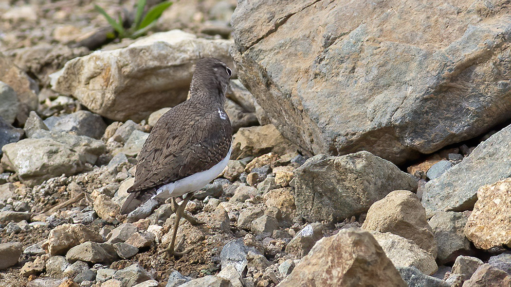 Common Sandpiper