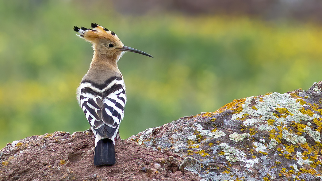 Eurasian Hoopoe