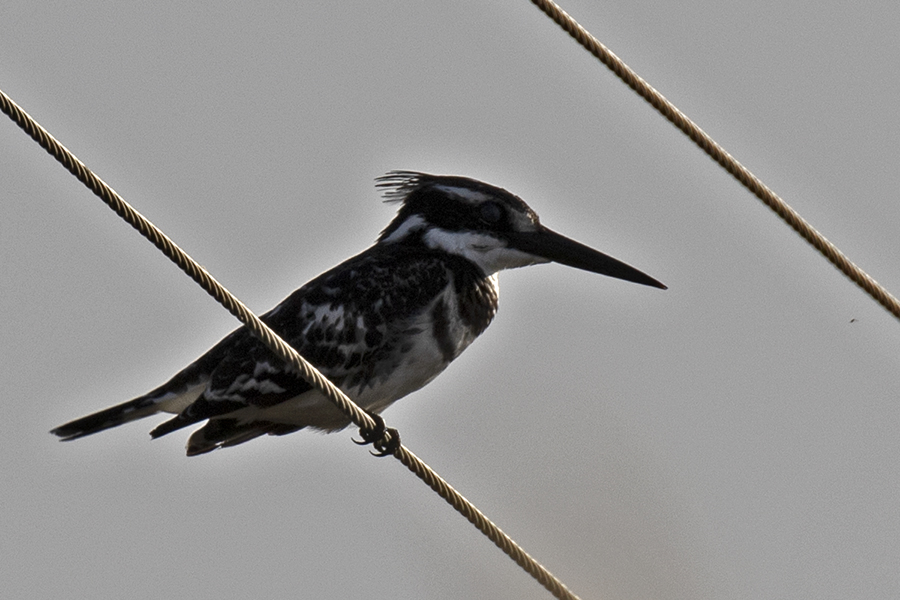 Pied Kingfisher