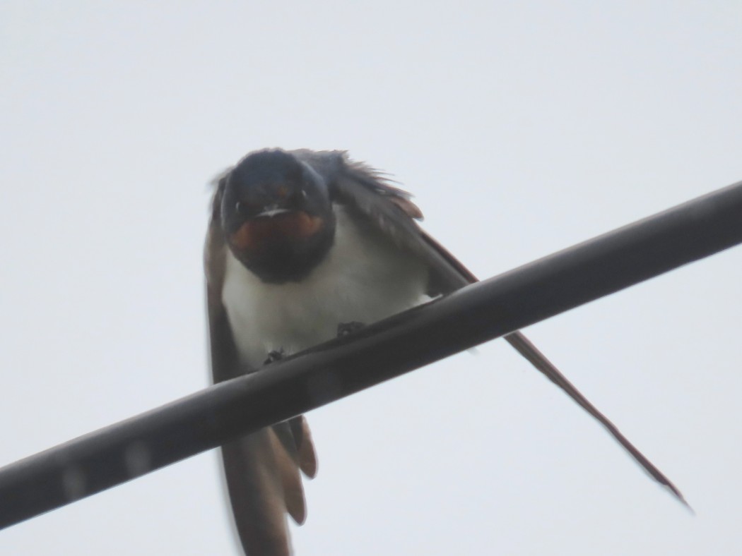 Barn Swallow