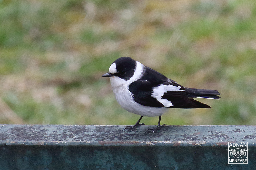 Collared Flycatcher