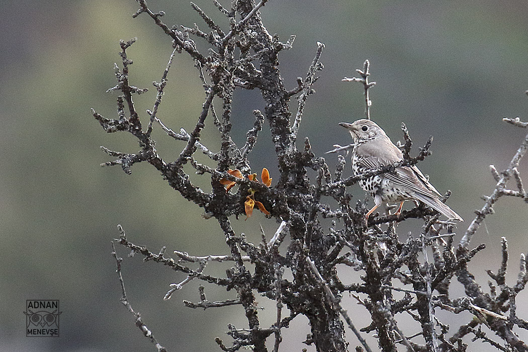 Mistle Thrush