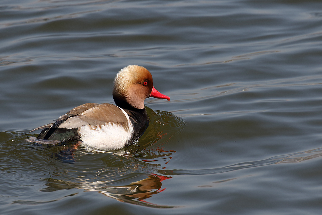 Red-crested Pochard
