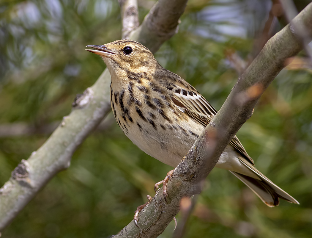 Tree Pipit