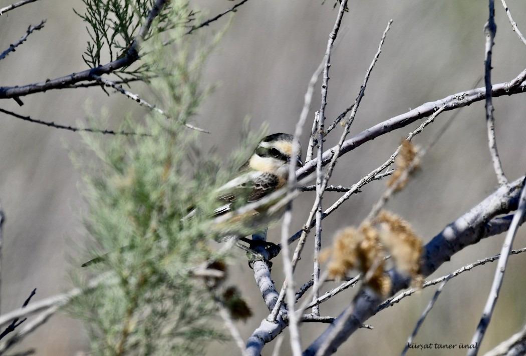 Masked Shrike