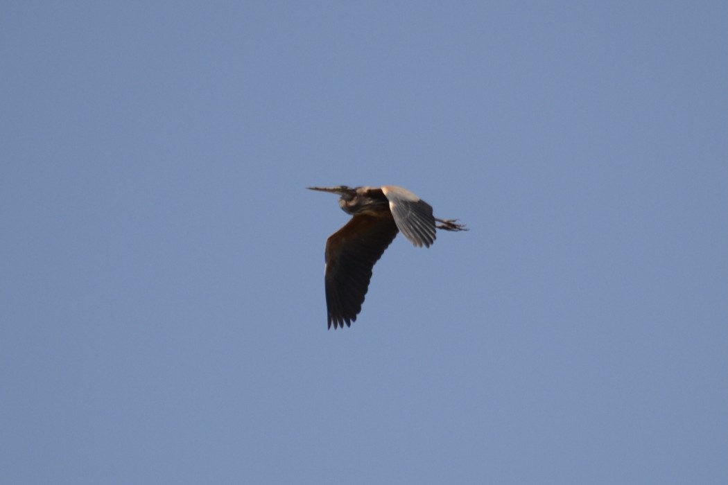 Purple Heron