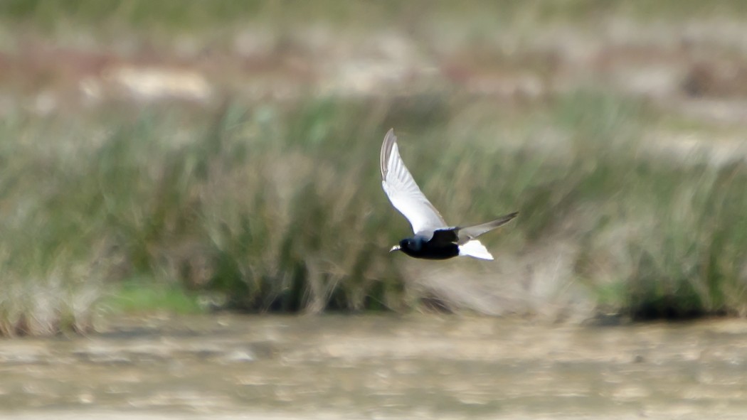 White-winged Tern