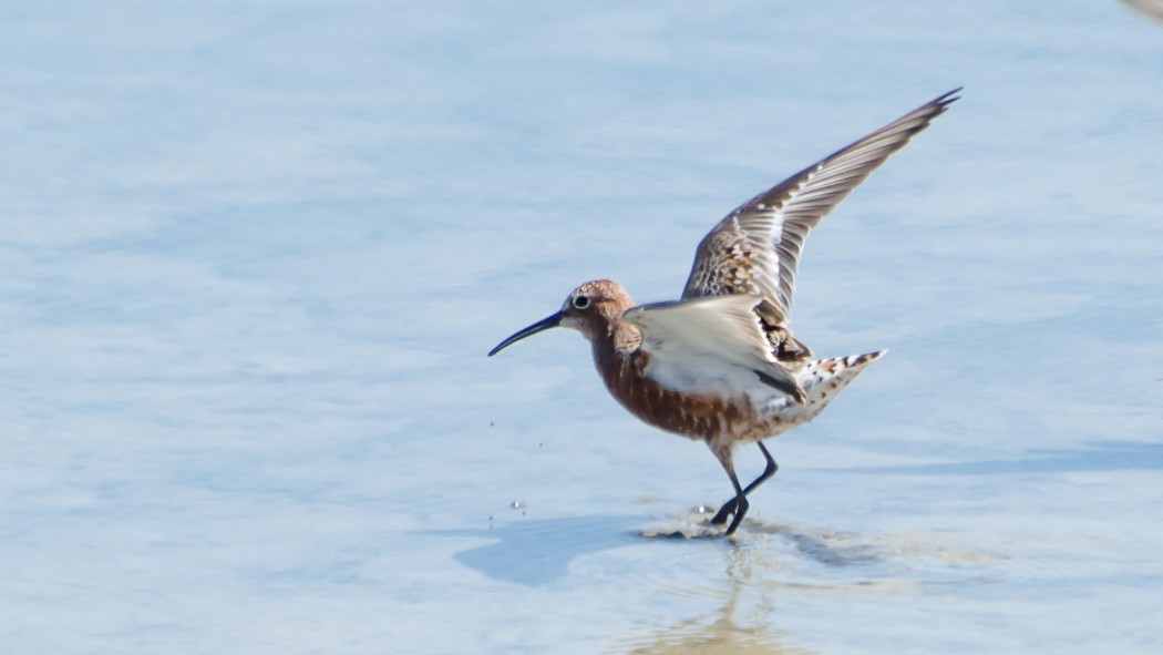 Curlew Sandpiper