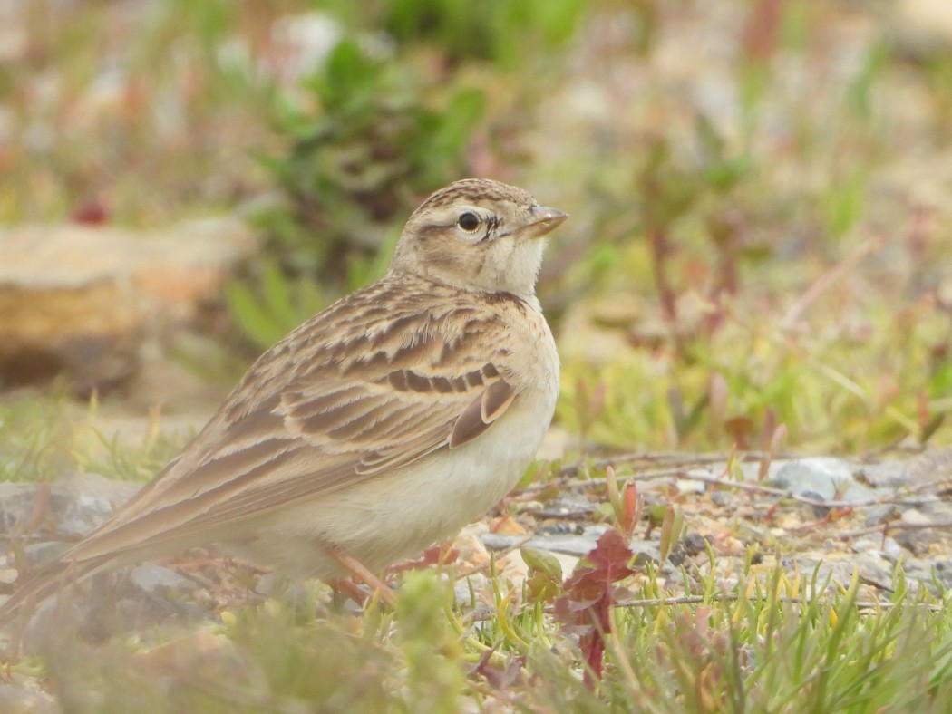 Greater Short-toed Lark