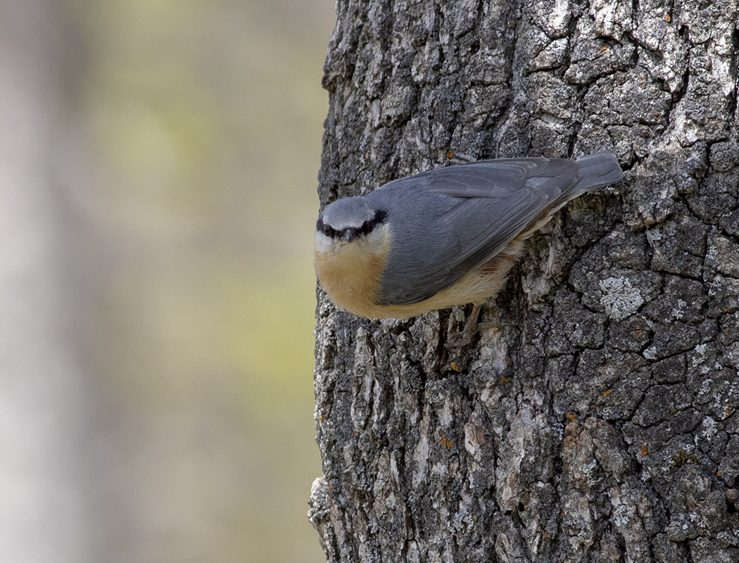 Eurasian Nuthatch