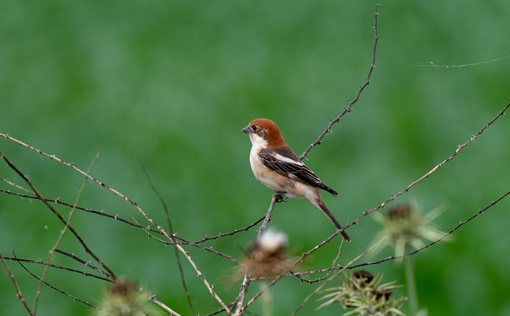 Woodchat Shrike