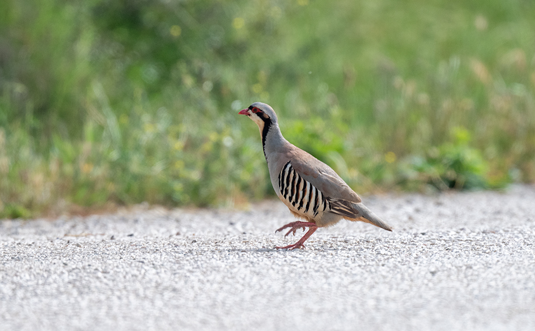 Chukar Partridge