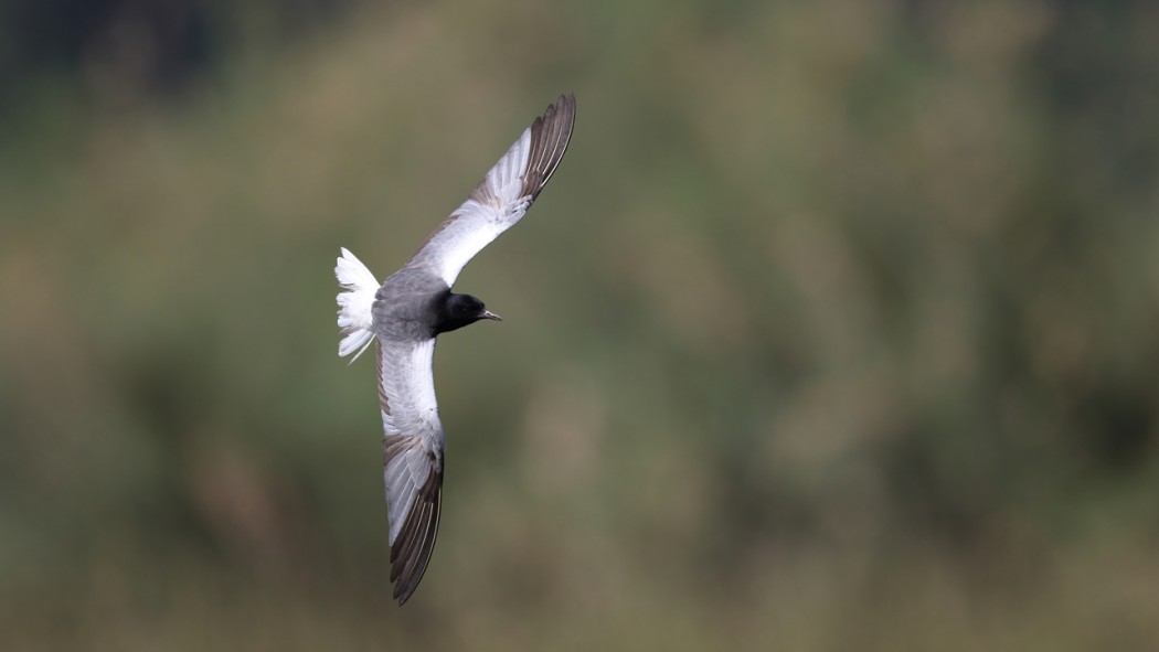 White-winged Tern