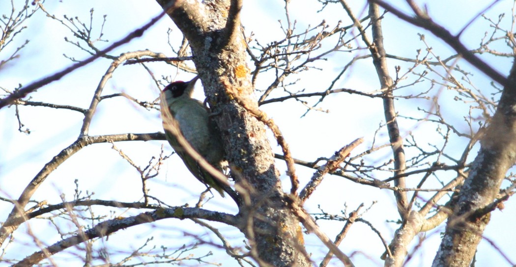 European Green Woodpecker