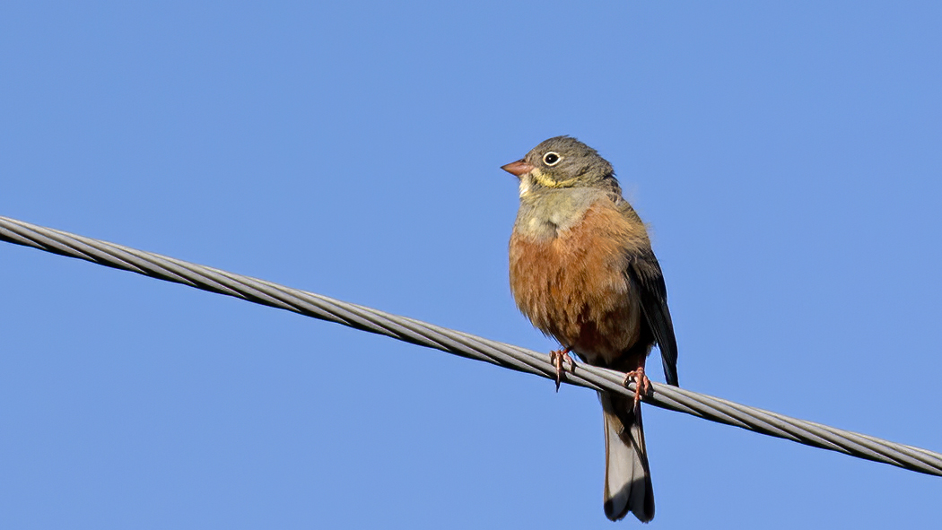 Ortolan Bunting