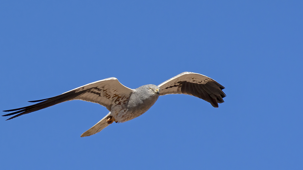 Montagu`s Harrier