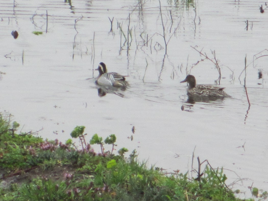 Garganey
