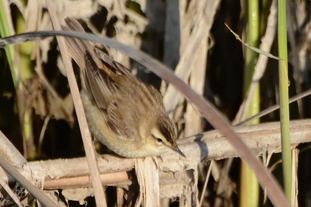 Sedge Warbler