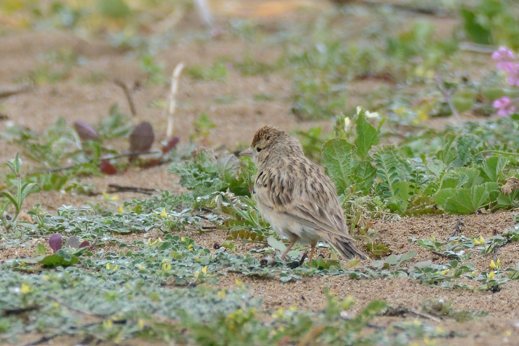 Greater Short-toed Lark