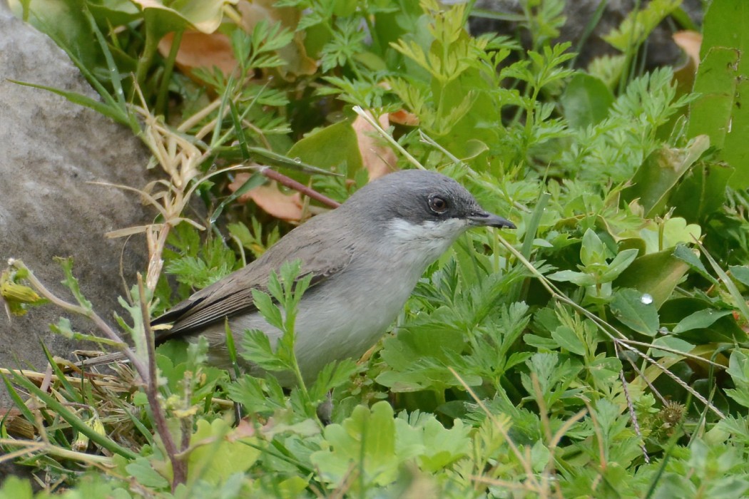 Lesser Whitethroat