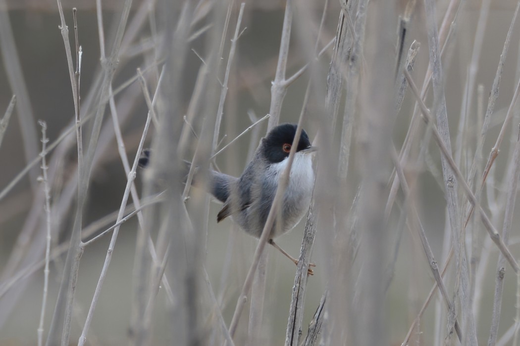 Sardinian Warbler
