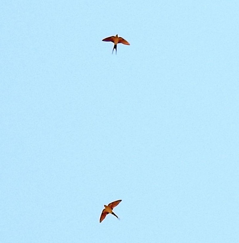 European Red-rumped Swallow