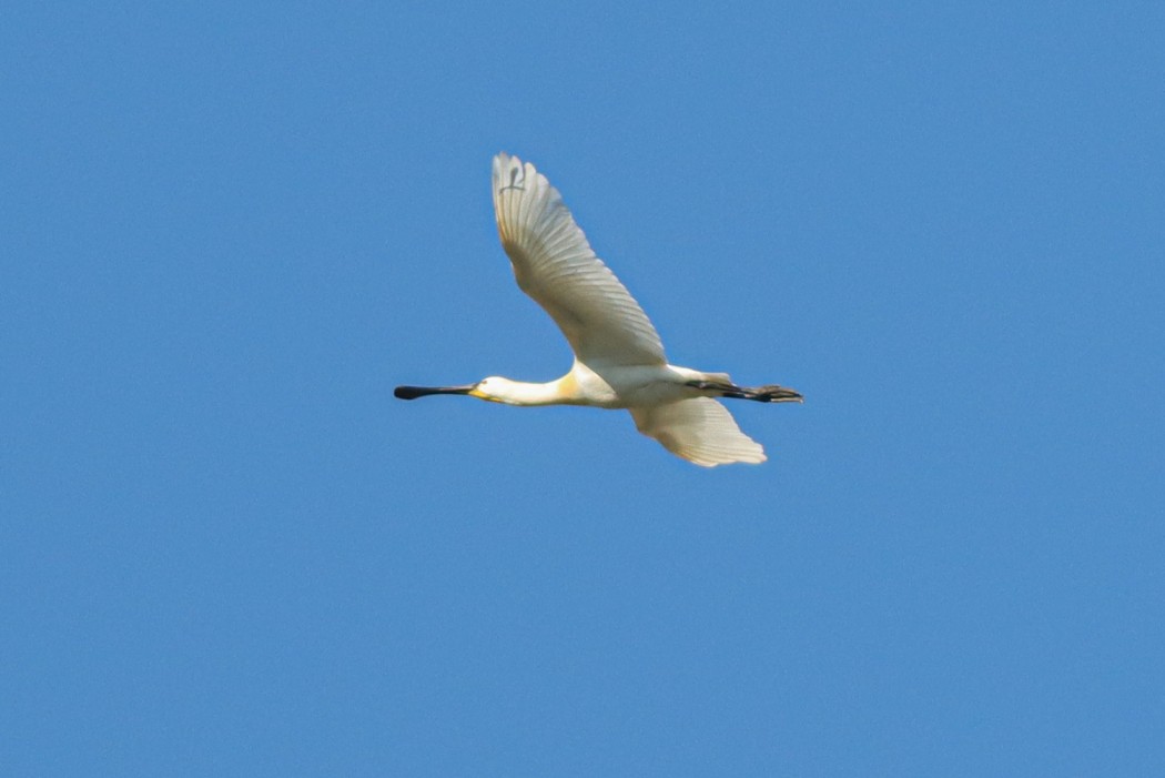 Eurasian Spoonbill