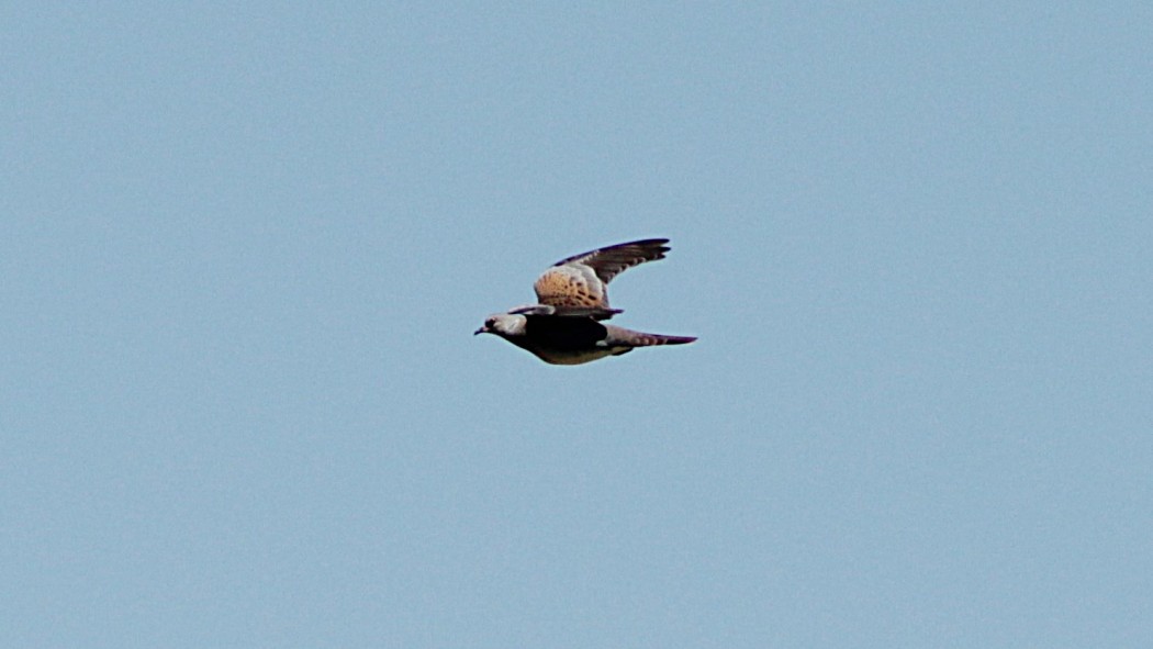 European Turtle Dove