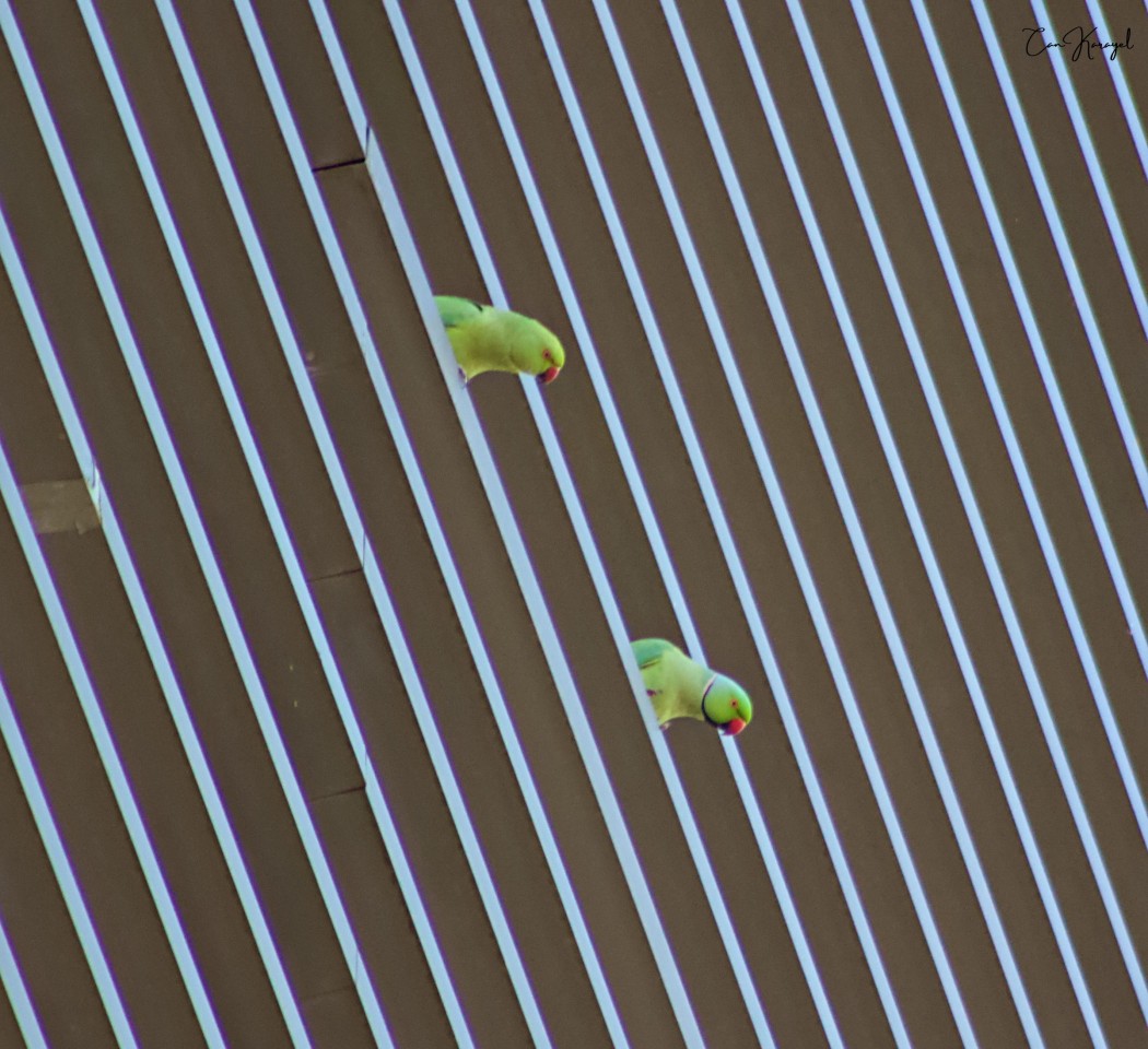 Rose-ringed Parakeet