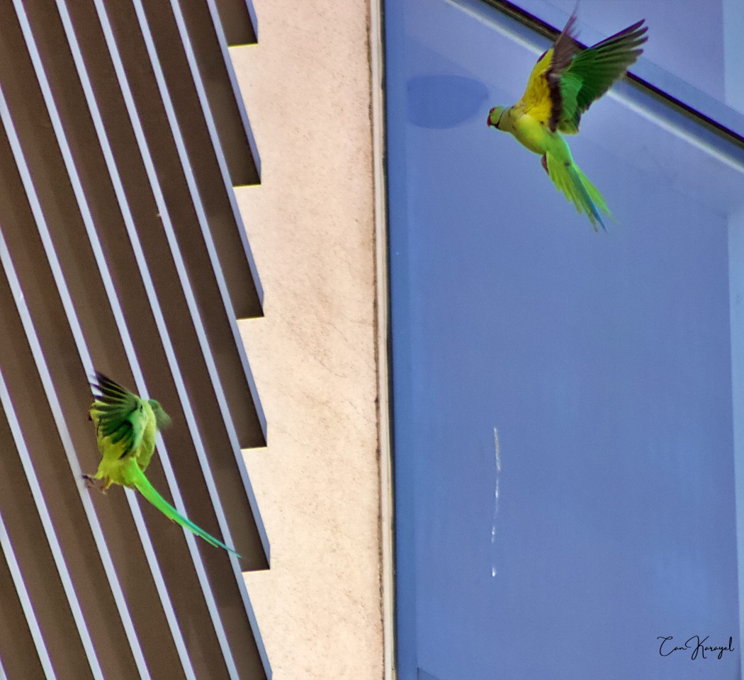 Rose-ringed Parakeet