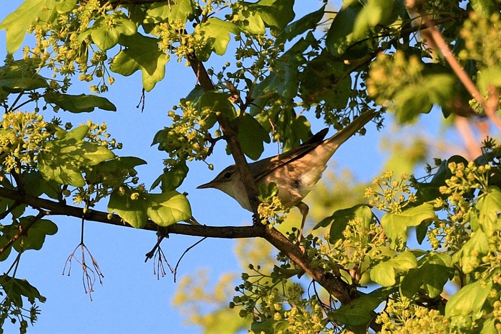 Eastern Olivaceous Warbler